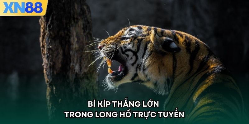 Bí kíp thắng lớn trong long hổ trực tuyến