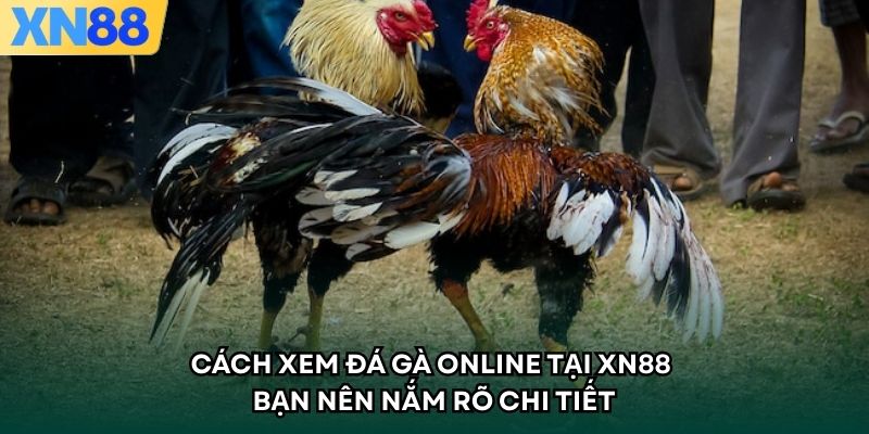 Cách Xem Đá Gà Online Tại XN88 Bạn Nên Nắm Rõ Chi Tiết
