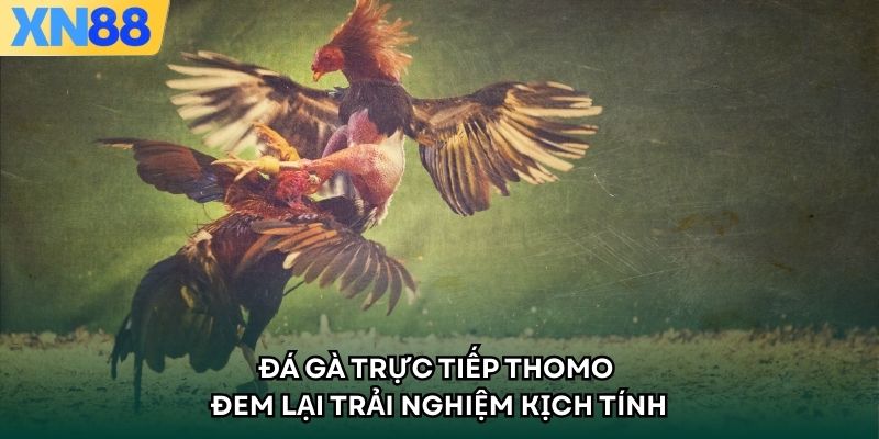 Đá Gà Trực Tiếp Thomo - Đem Lại Trải Nghiệm Kịch Tính