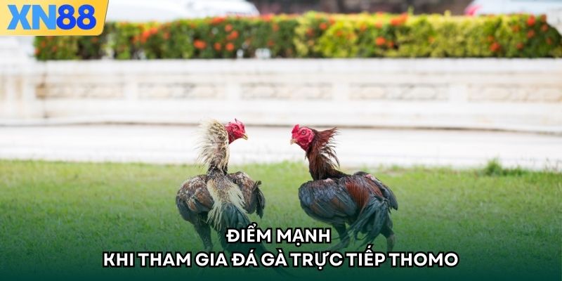 Điểm mạnh khi tham gia đá gà trực tiếp thomo