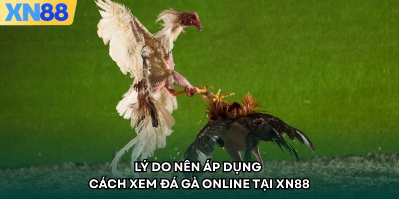 Lý do nên áp dụng cách xem đá gà online tại XN88